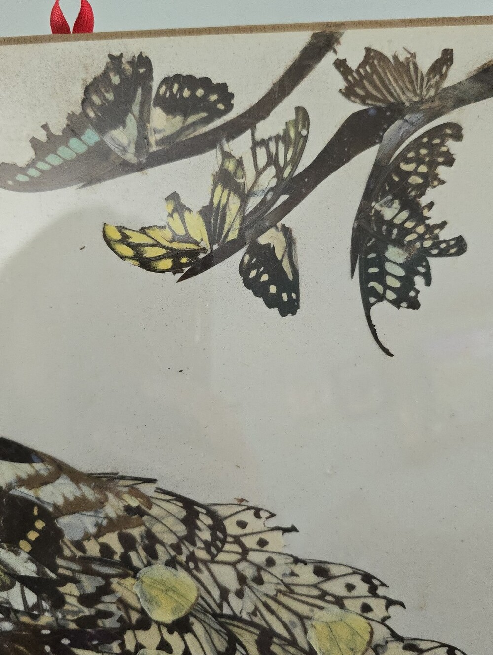 Vintage Real Moth and Butterfly Wing Art Taxidermy Peacock Beautiful - Picture 3 of 11